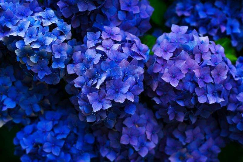 春の花束特集
