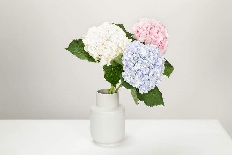 花咲きフローリスト - Image 10