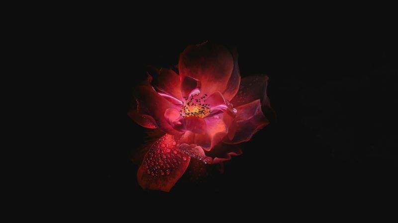 花咲きフローリスト - Image 12
