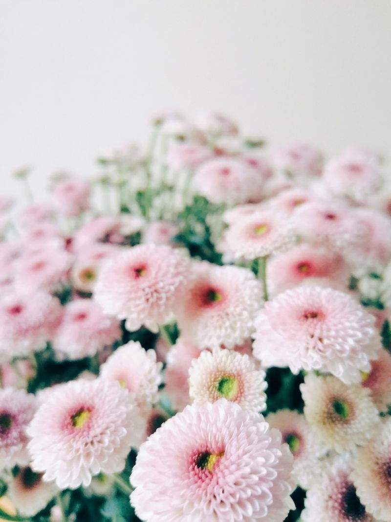 花咲きフローリスト - Image 15