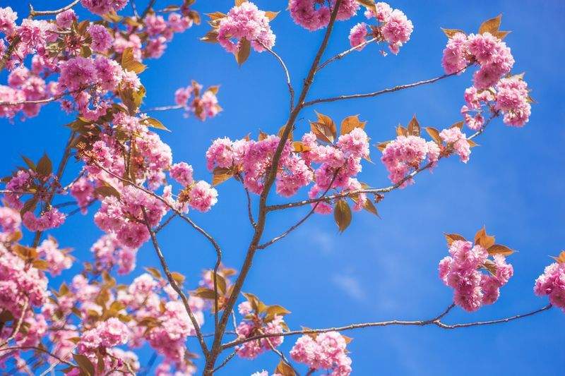 花咲きフローリスト - Image 2