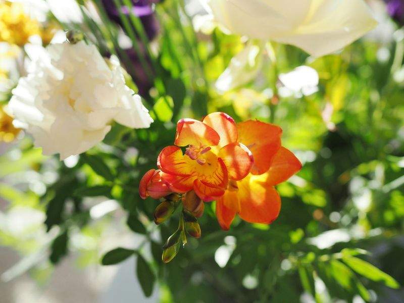 花咲きフローリスト - Image 5