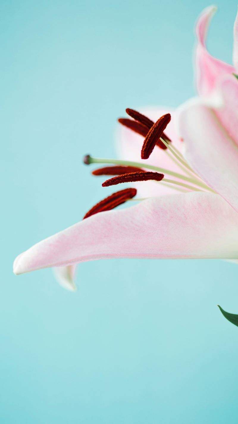 花咲きフローリスト - Image 7